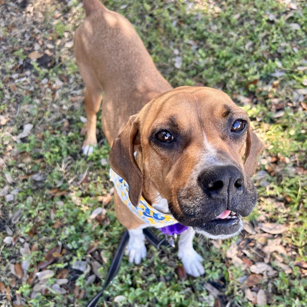 Enlarge Margo, a Adoptable Mixed Breed in Sarasota, FL image 4/6