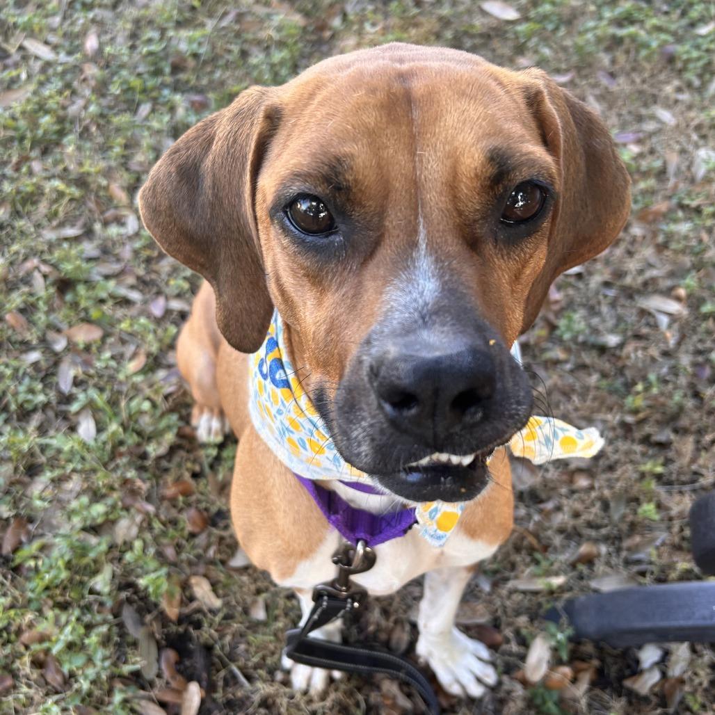 Enlarge Margo, a Adoptable Mixed Breed in Sarasota, FL image 5/6