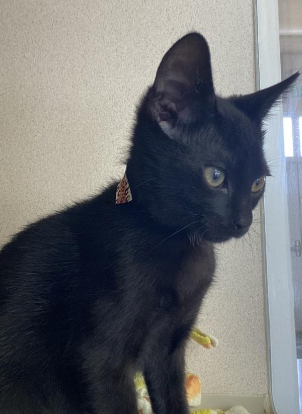 Otto, Adoptable, Kitten Male Domestic Short Hair.