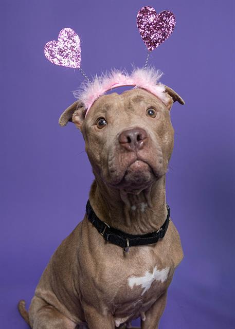 HERA, Adoptable, Adult Female American Staffordshire Terrier.