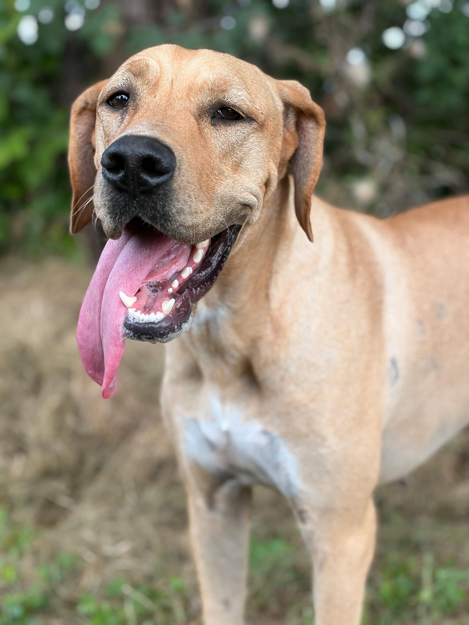 Enlarge STELLA, a Adopted mixed breed in Willington, CT image 4/6
