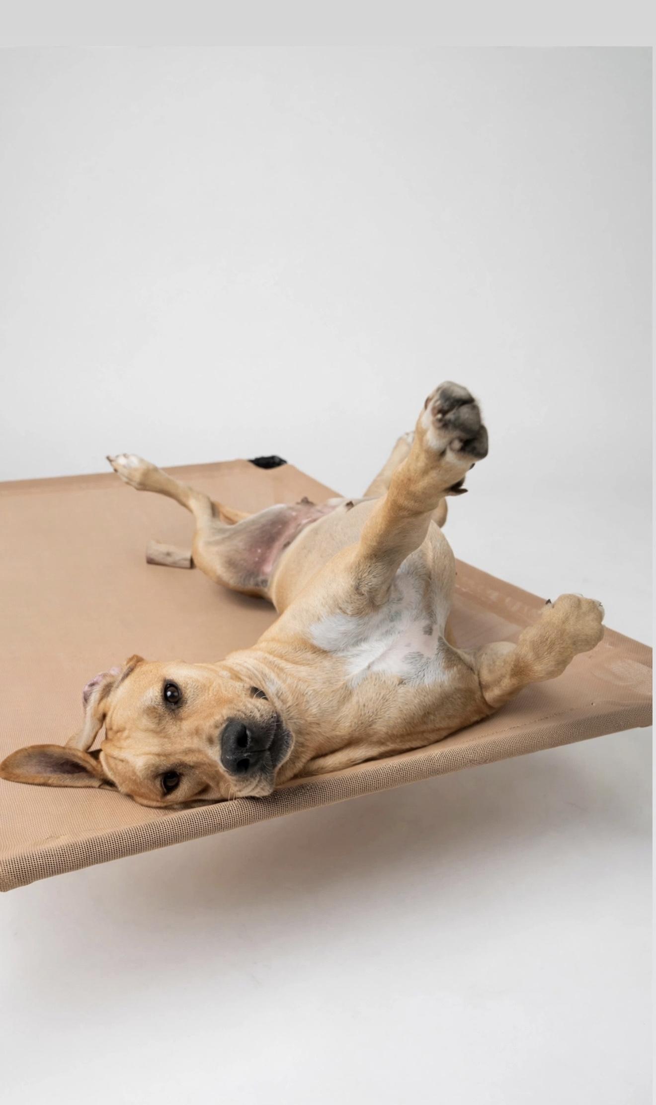 Enlarge STELLA, a Adopted mixed breed in Willington, CT image 2/6