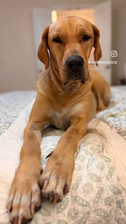 Enlarge STELLA, a Adopted mixed breed in Willington, CT video 6/6