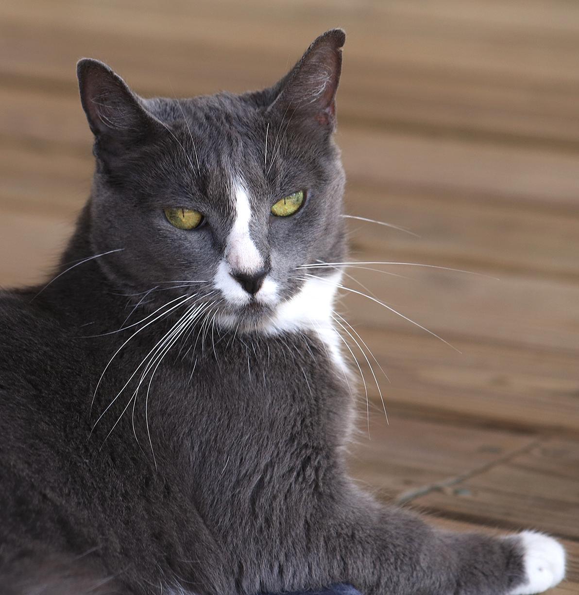 Enlarge Dancer, a Adoptable Domestic Short Hair in North Fort Myers, FL image 1/4