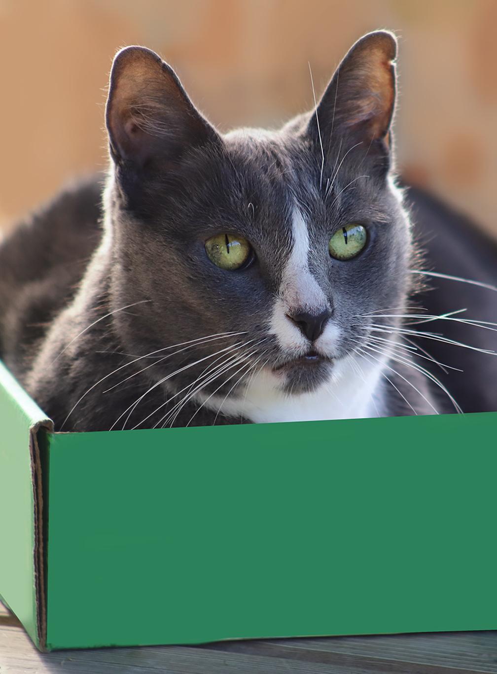 Enlarge Dancer, a Adoptable Domestic Short Hair in North Fort Myers, FL image 2/4