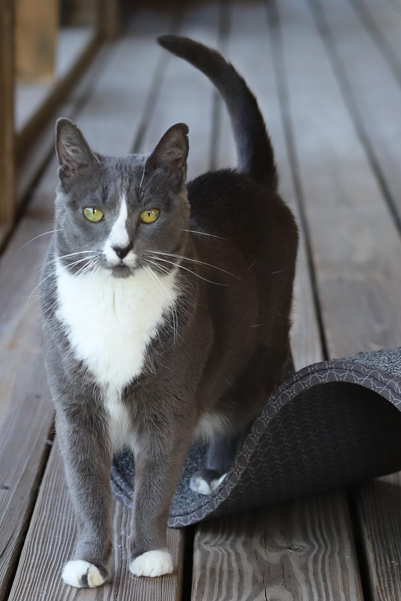 Enlarge Dancer, a Adoptable Domestic Short Hair in North Fort Myers, FL image 3/4