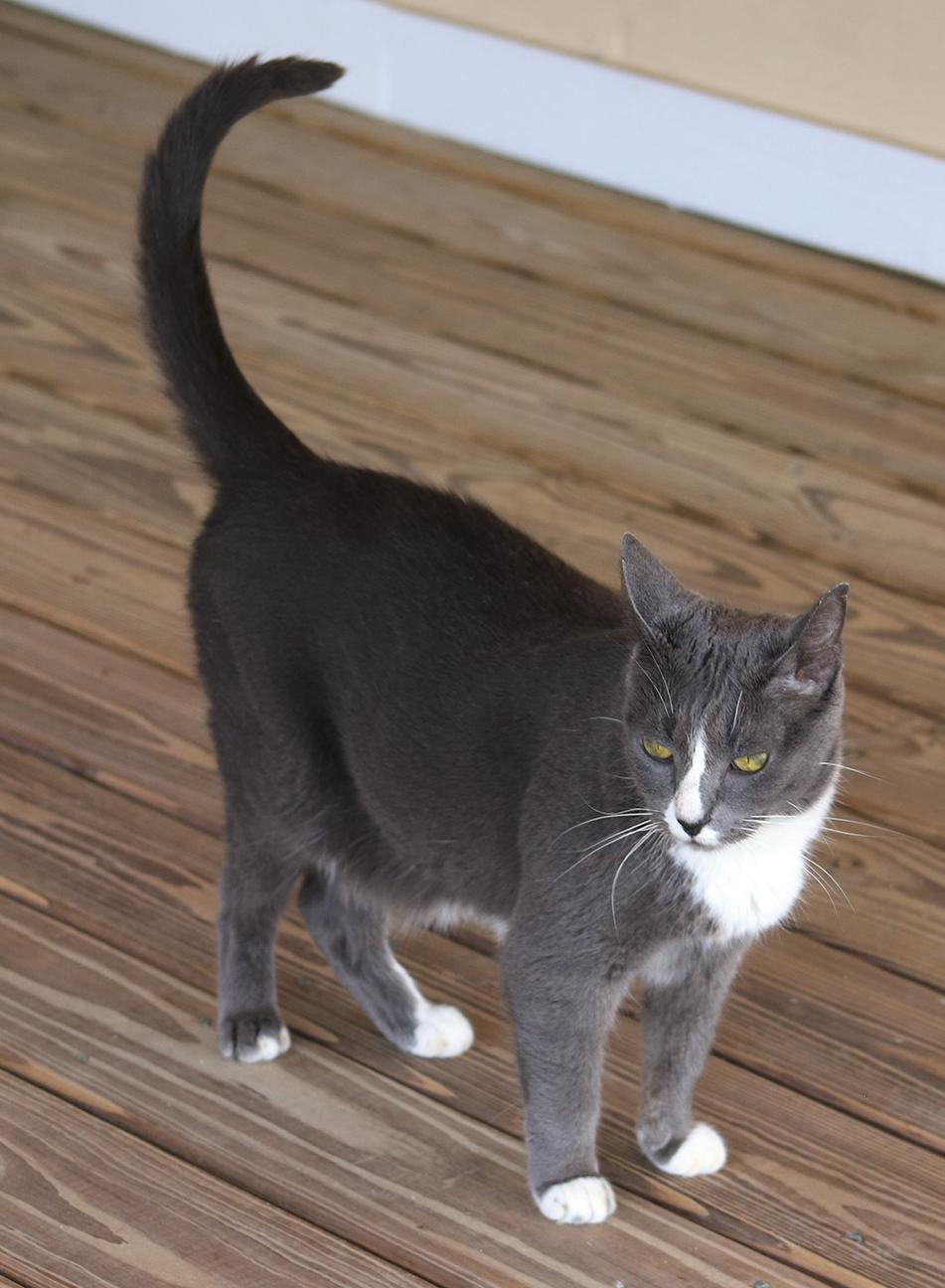 Enlarge Dancer, a Adoptable Domestic Short Hair in North Fort Myers, FL image 4/4