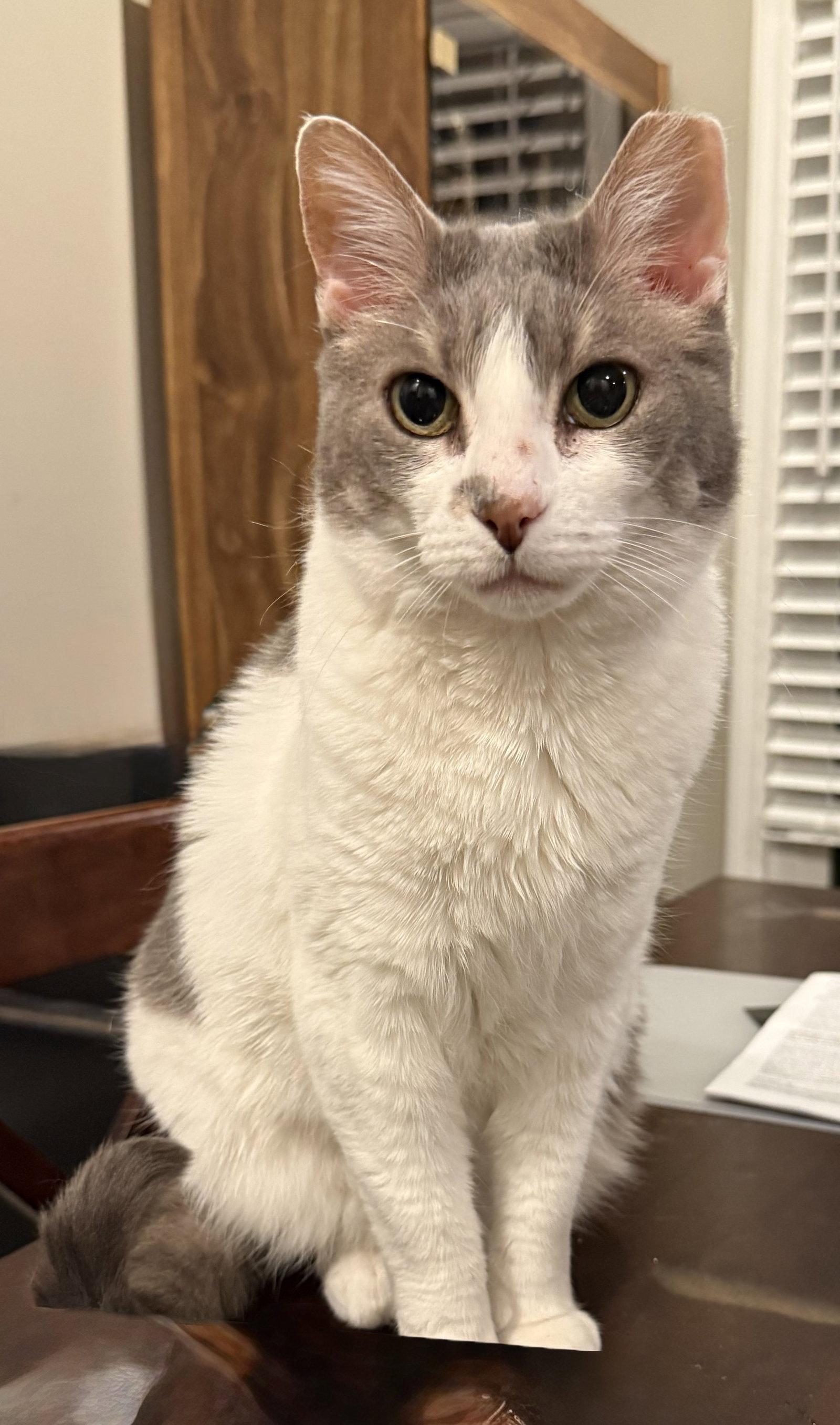 Fish, a Adoptable Domestic Short Hair in Nashville, TN image 1/3