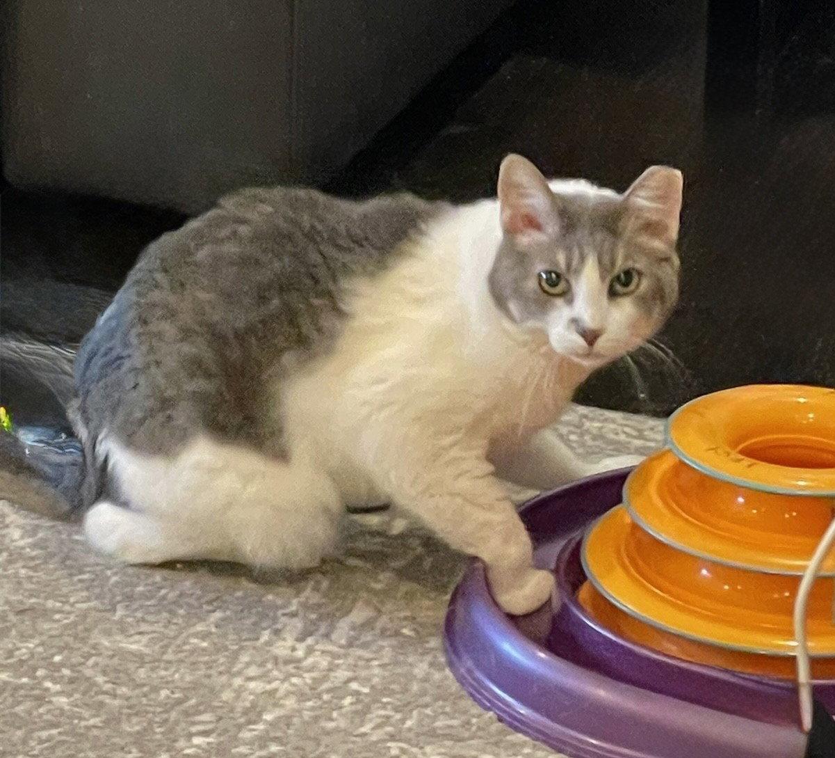 Fish, a Adoptable Domestic Short Hair in Nashville, TN image 2/3