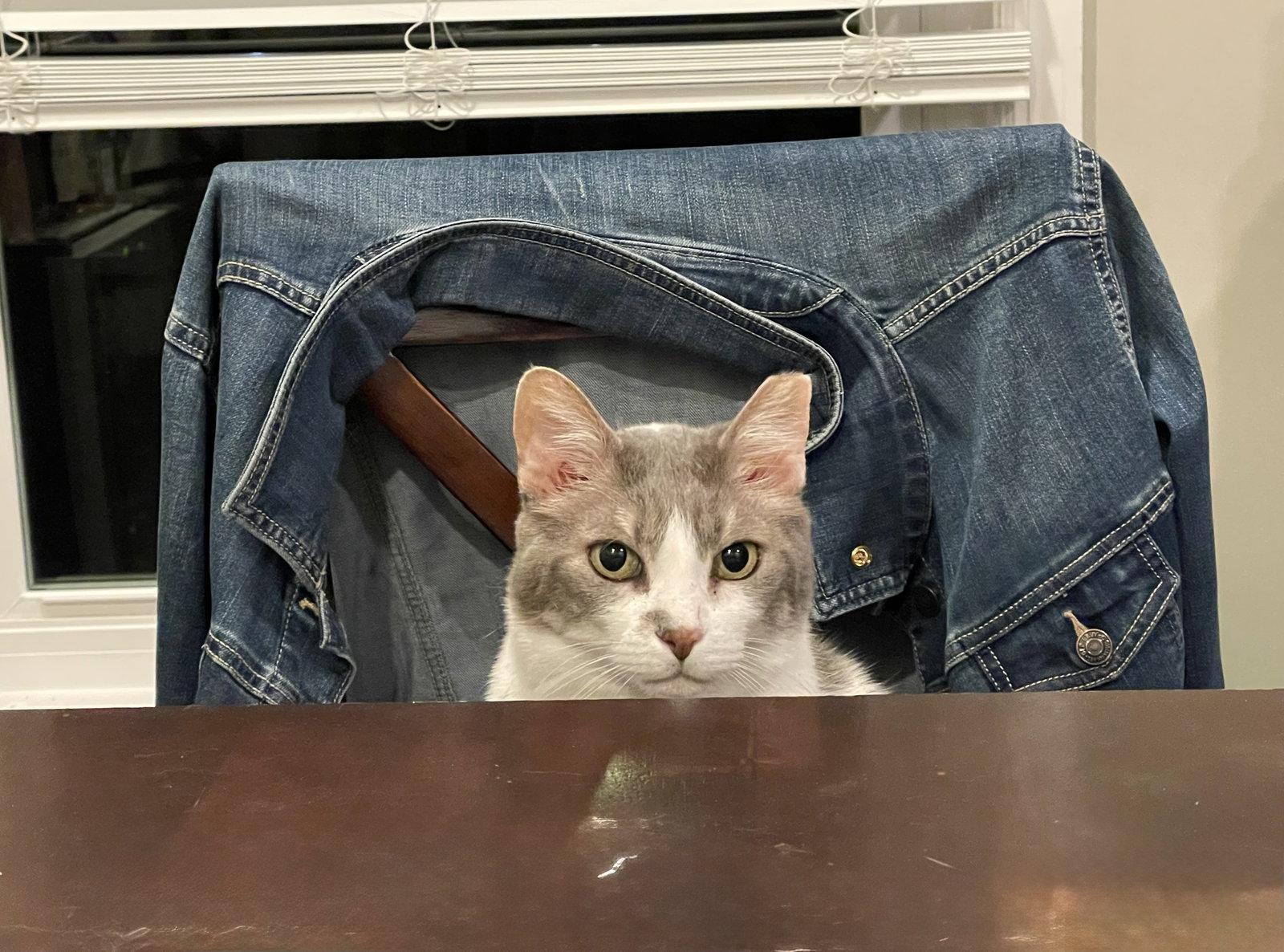 Fish, a Adoptable Domestic Short Hair in Nashville, TN image 3/3