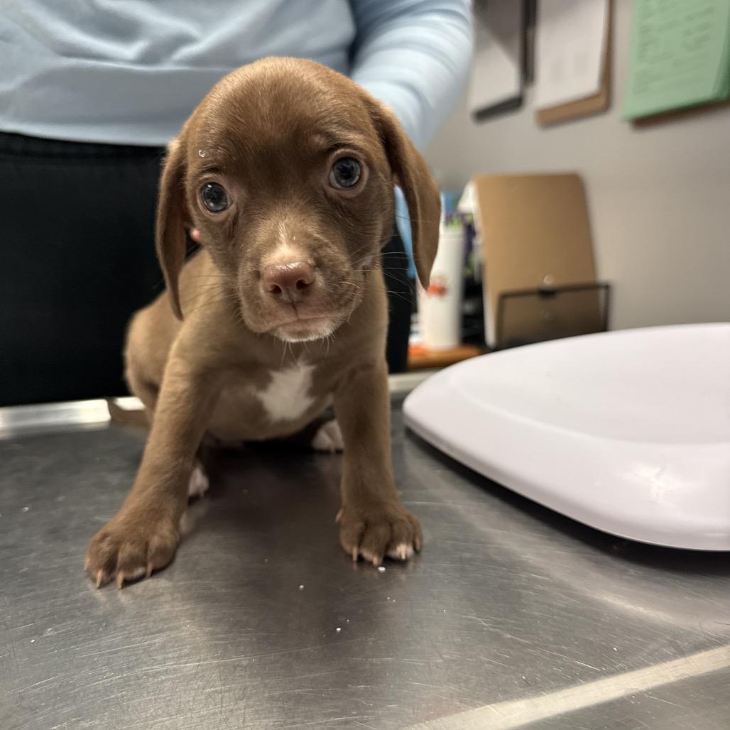 Cocoa Powder, Adoptable, Puppy Female Chihuahua & Mixed Breed.