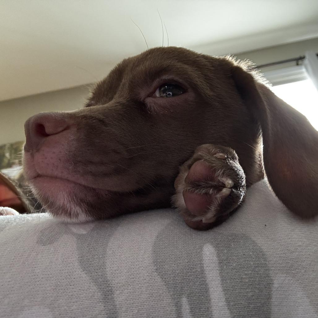 Enlarge Cocoa Powder, a Adoptable mixed breed in Chaska, MN image 2/2