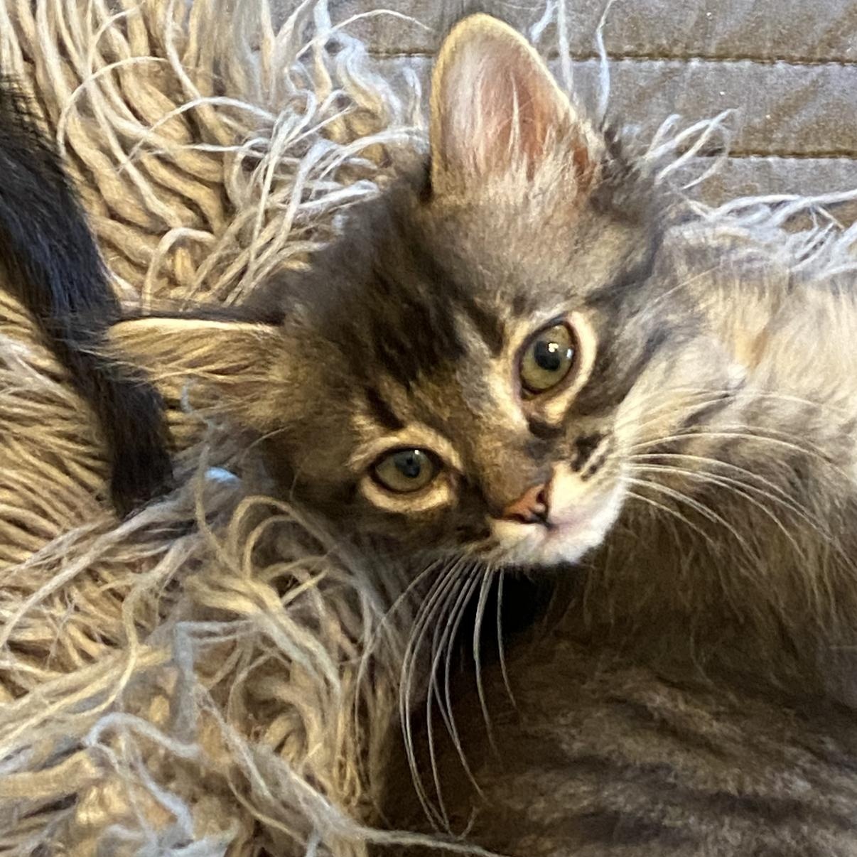 Boomer, adopted, Kitten Male Domestic Medium Hair & Tabby.