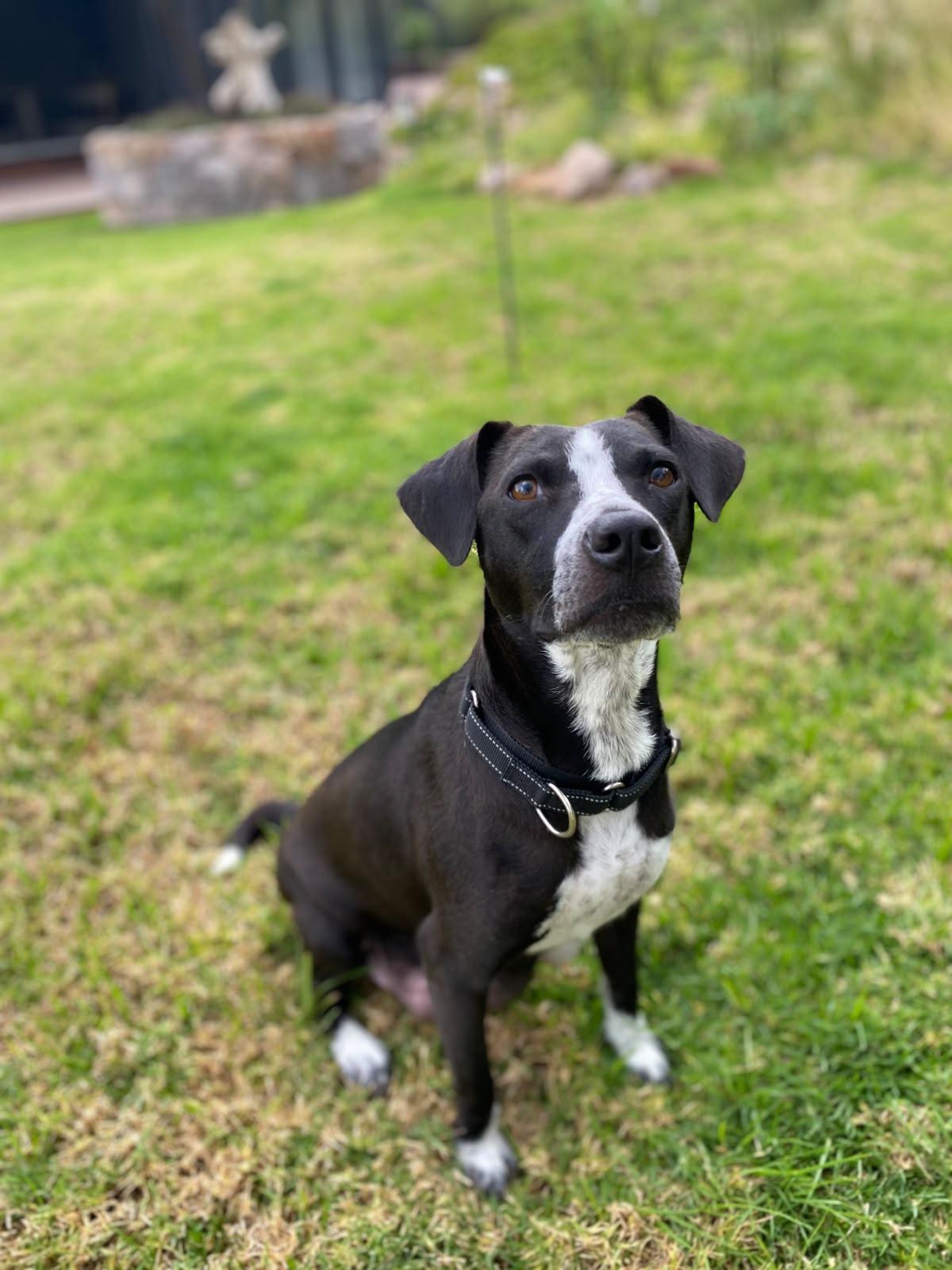 Enlarge Mamma Stevie Nicks, a Adopted Terrier in Austin, TX image 1/6