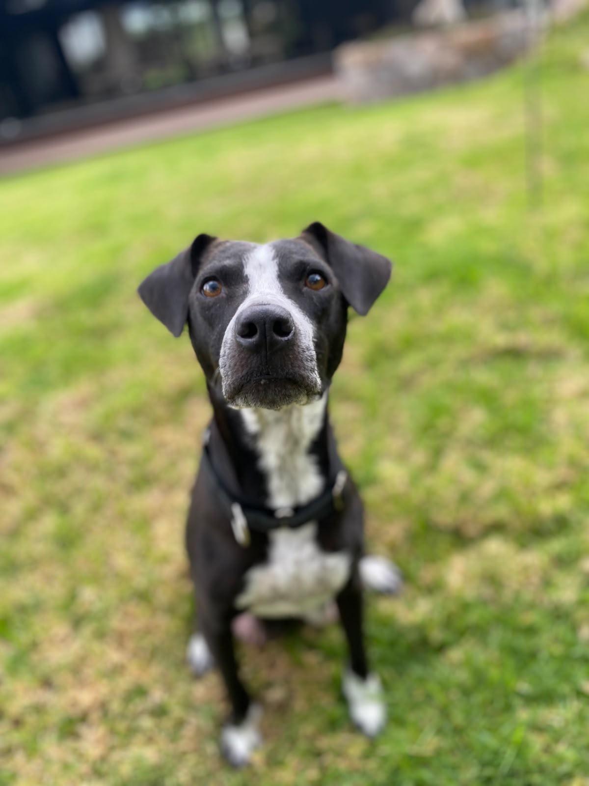 Enlarge Mamma Stevie Nicks, a Adopted Terrier in Austin, TX image 2/6