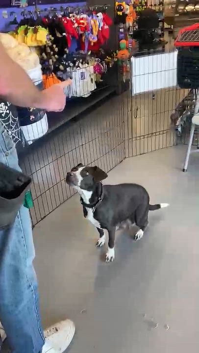 Enlarge Mamma Stevie Nicks, a Adopted Terrier in Austin, TX video 4/6