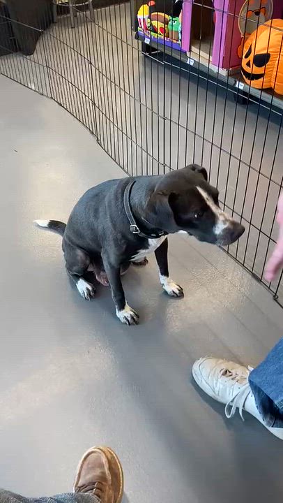 Enlarge Mamma Stevie Nicks, a Adopted Terrier in Austin, TX video 3/6