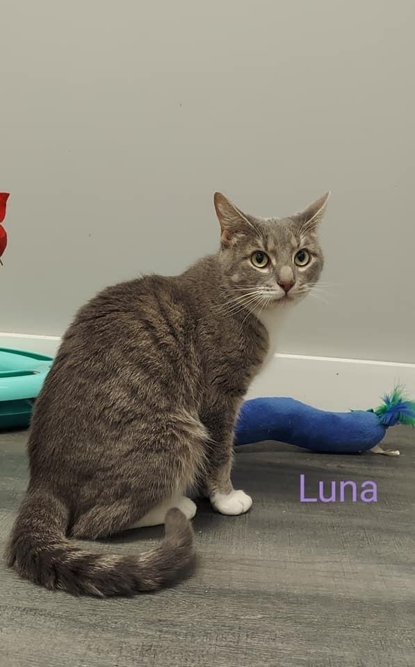 Luna, Adopted, Adult Female Domestic Short Hair.