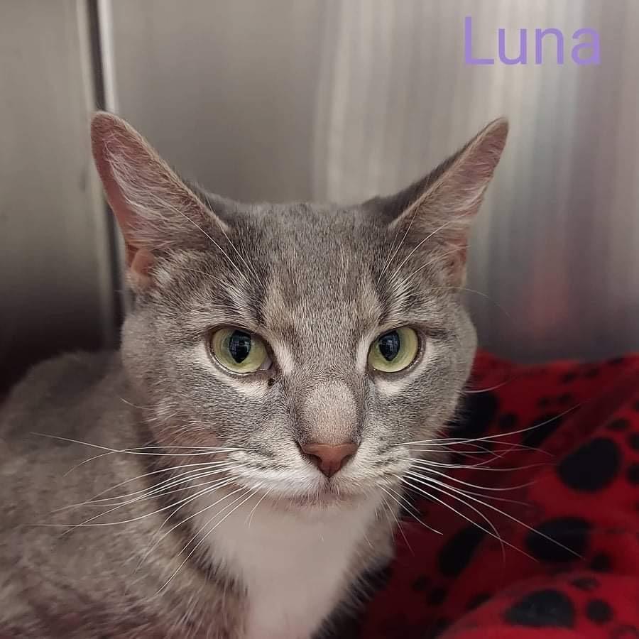 Enlarge Luna, a Adopted mixed breed in Hudson, NH image 2/5
