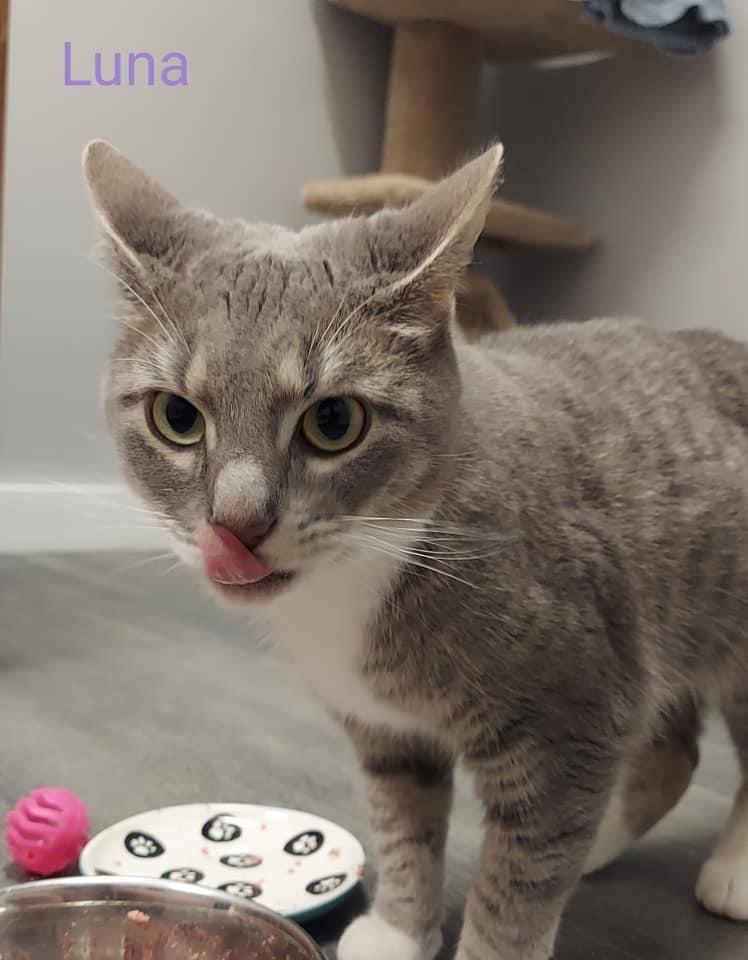 Enlarge Luna, a Adopted mixed breed in Hudson, NH image 3/5