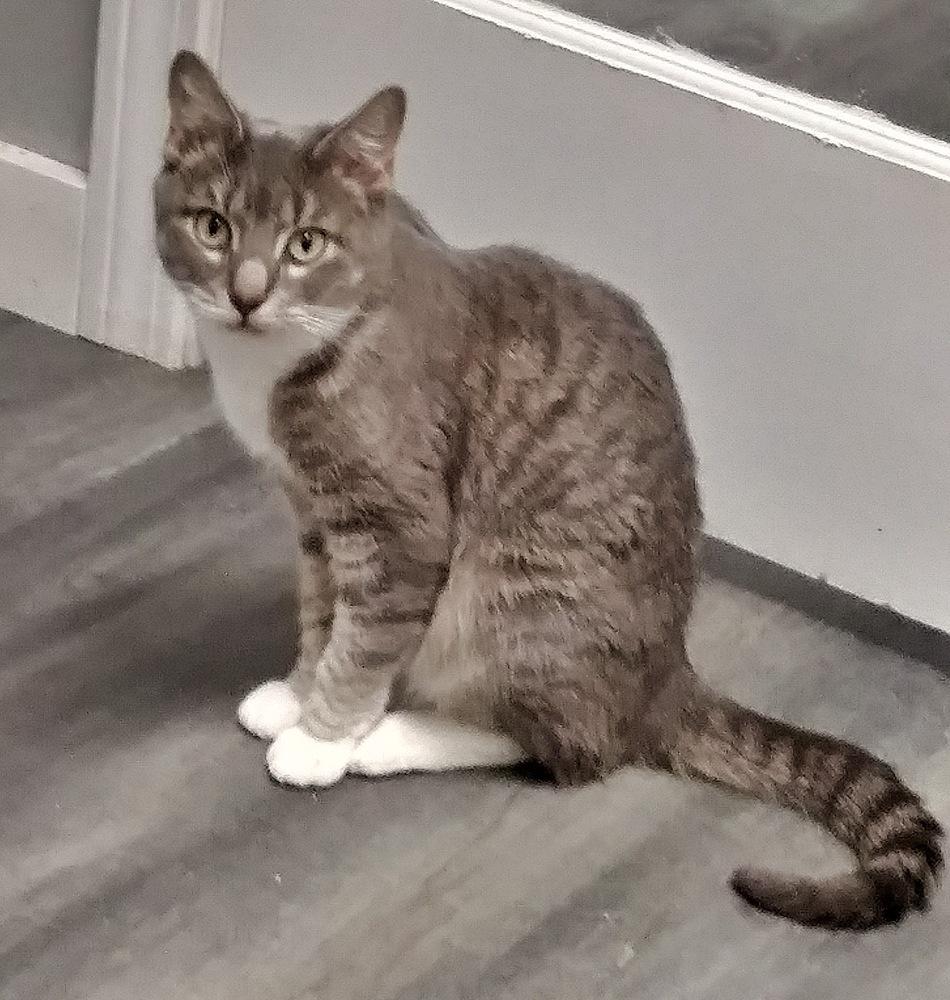 Enlarge Luna, a Adopted mixed breed in Hudson, NH image 4/5