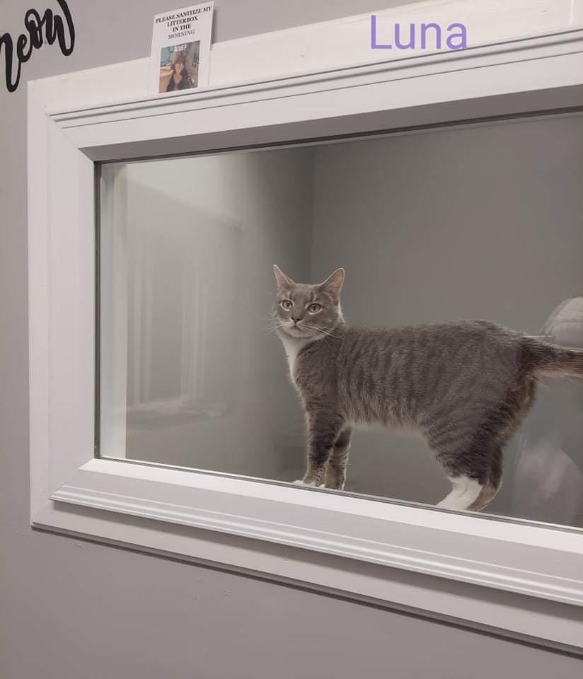 Luna, Adopted, Adult Female Domestic Short Hair.