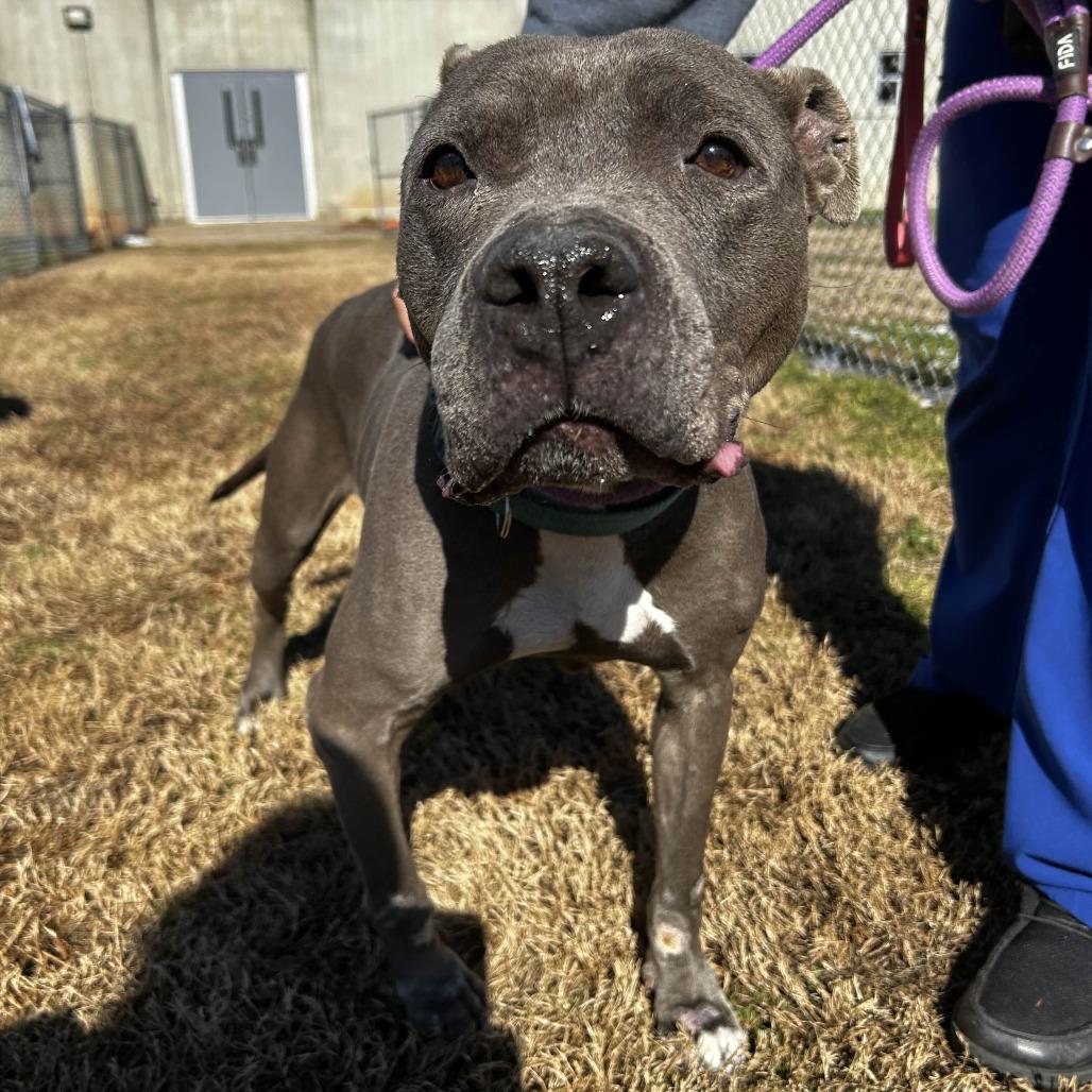 Seraphin, Adoptable, Senior Female American Staffordshire Terrier.