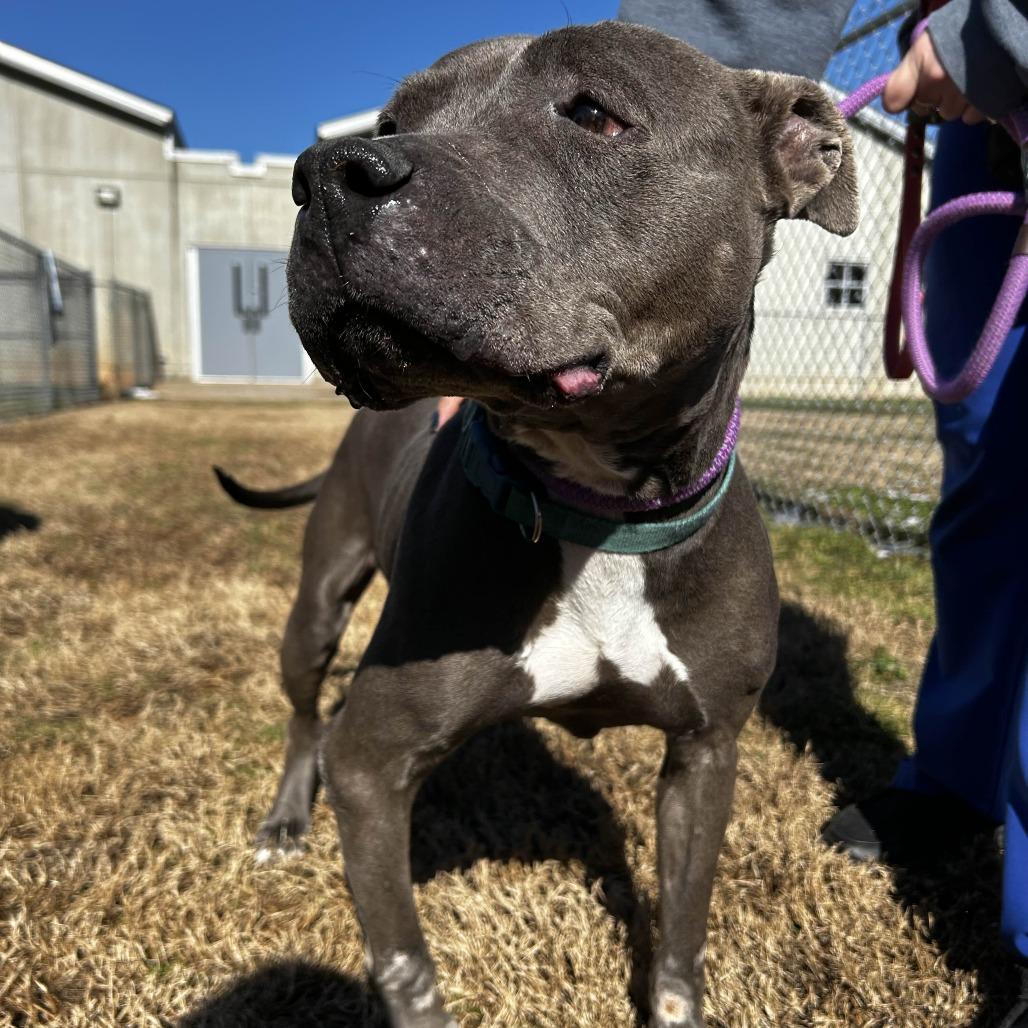 Enlarge Seraphin, a Adoptable American Staffordshire Terrier in Greenville, SC image 4/4