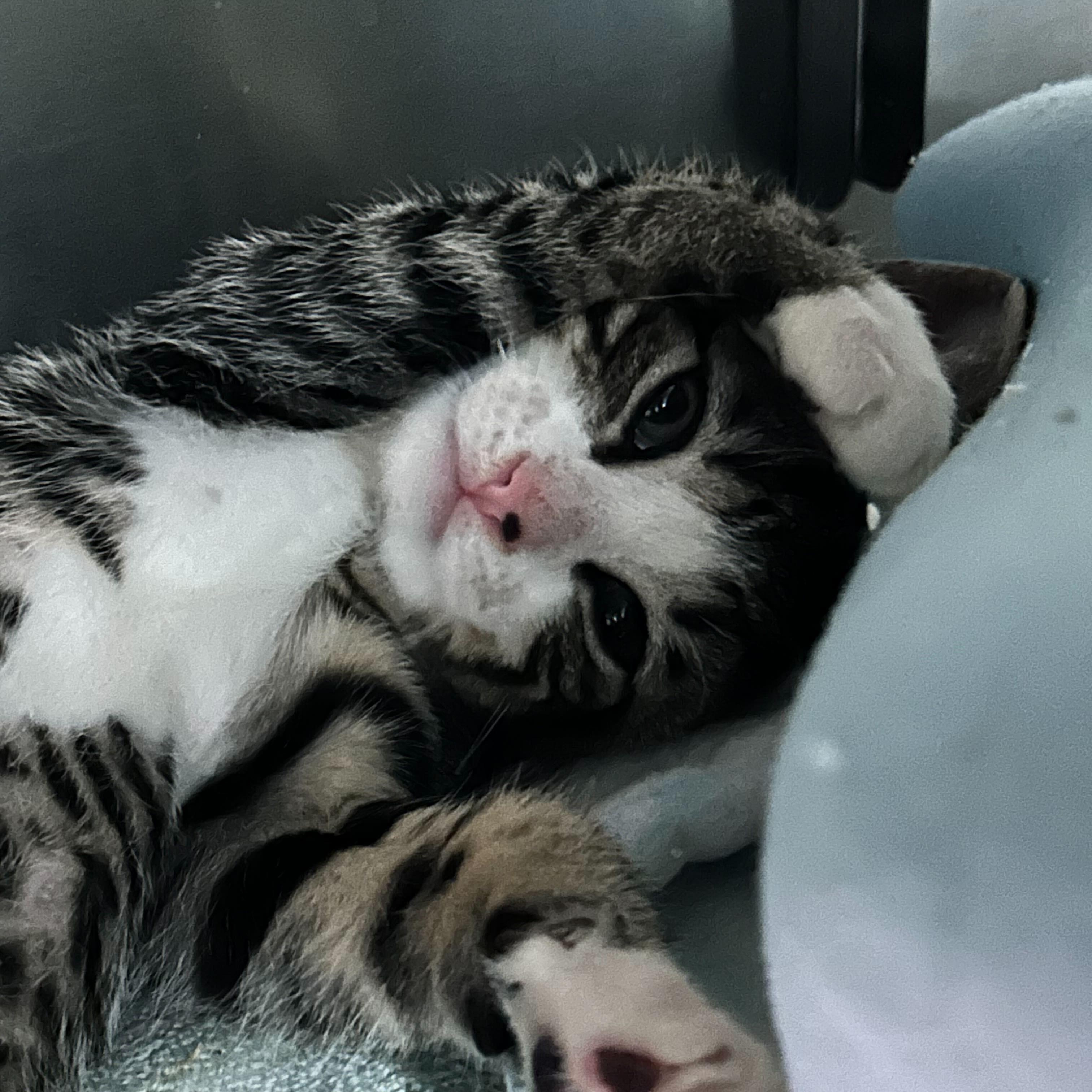 Smudge, Adoptable, Kitten Male Domestic Short Hair.