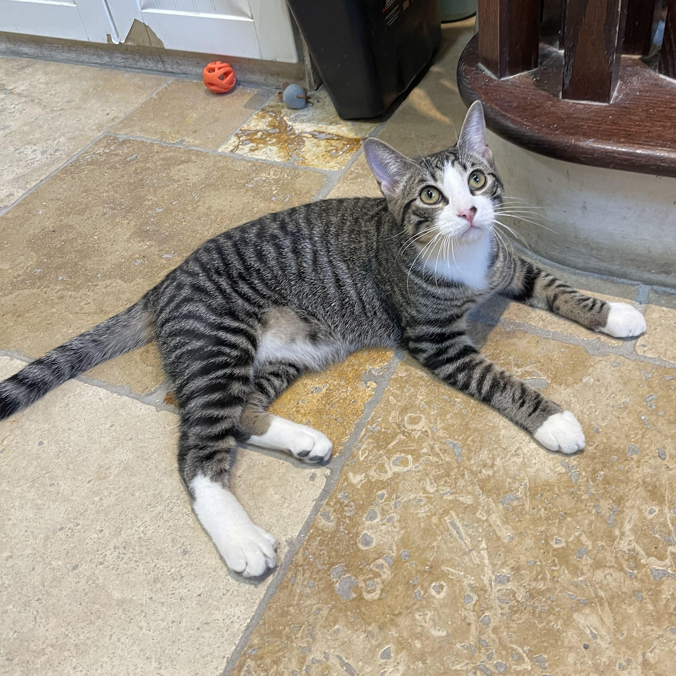 Smudge, a Adoptable Domestic Short Hair in East Brunswick, NJ image 6/6
