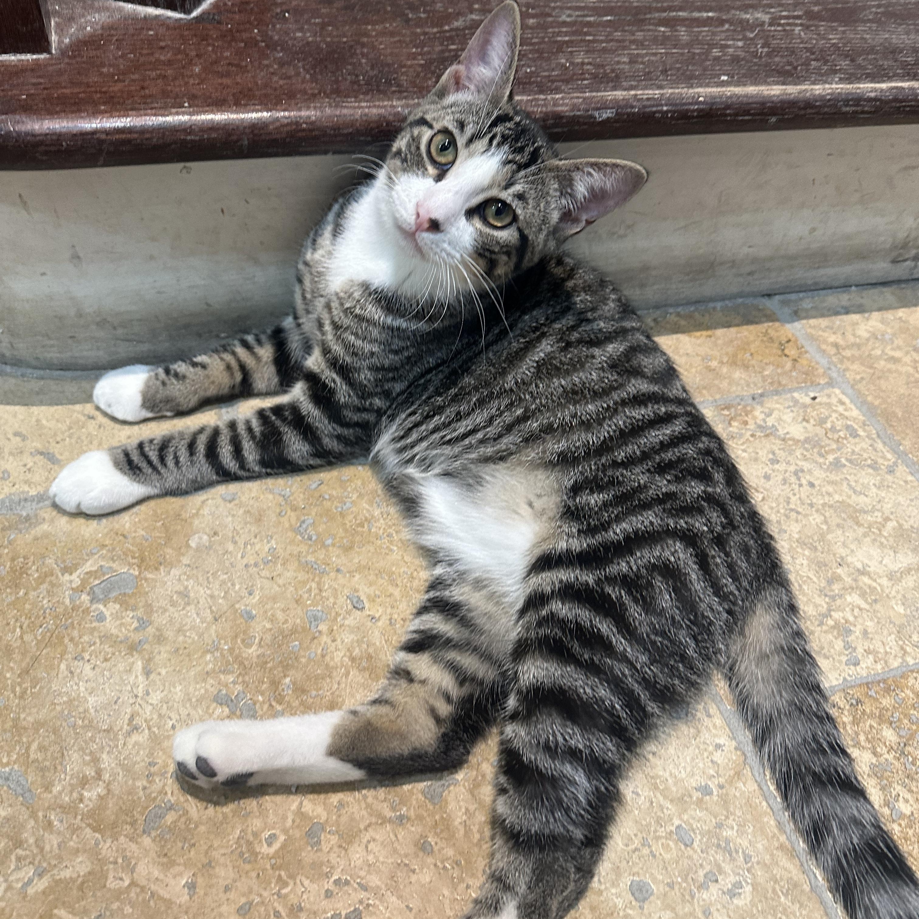 Smudge, a Adoptable Domestic Short Hair in East Brunswick, NJ image 6/6