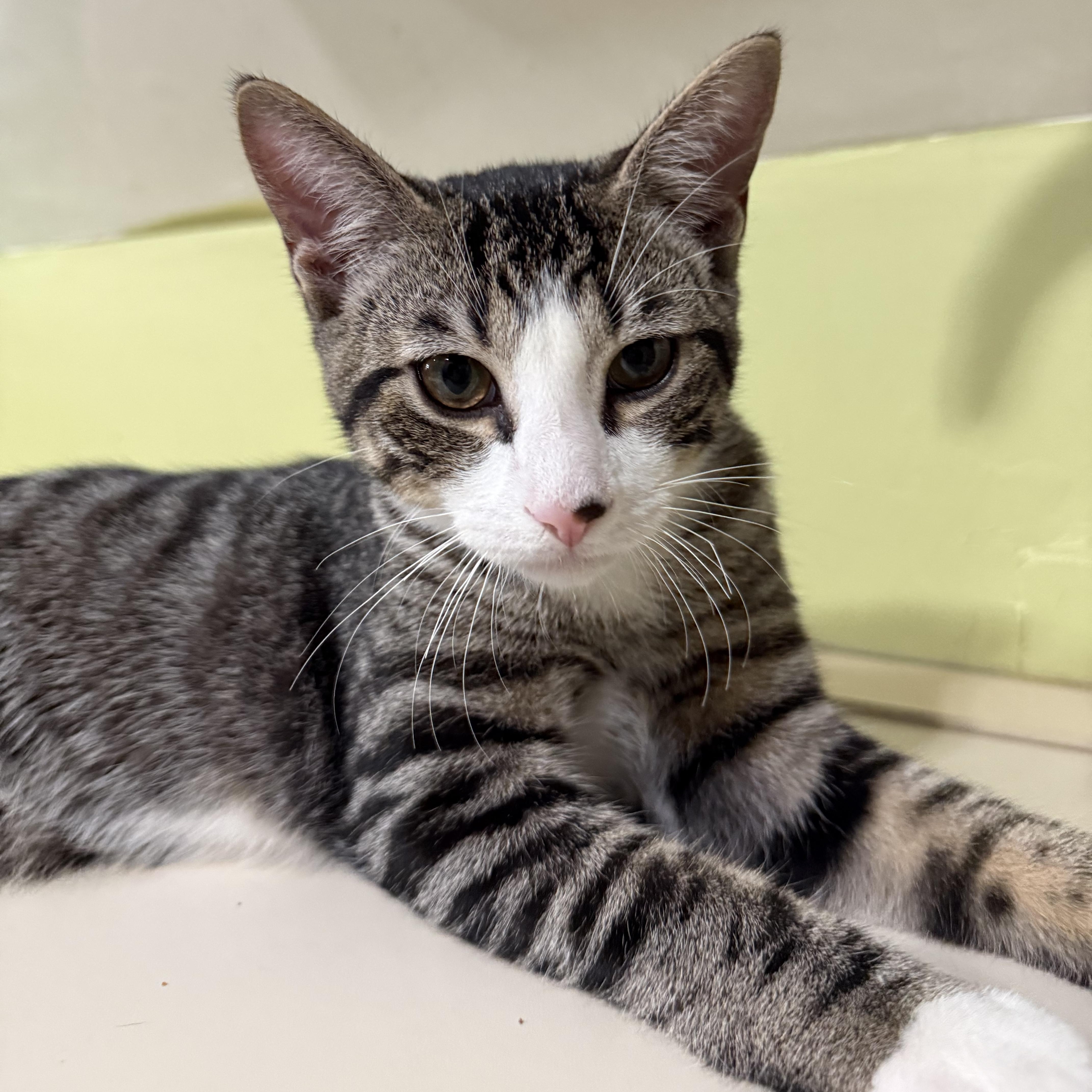 Smudge, a Adoptable Domestic Short Hair in East Brunswick, NJ image 5/6