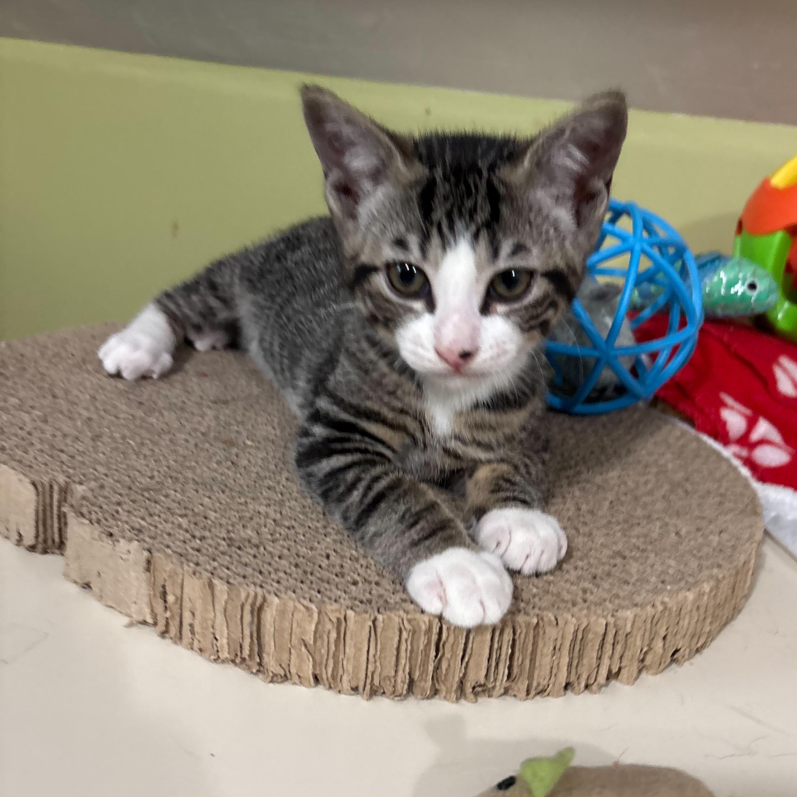 Enlarge Smudge, a Adoptable Domestic Short Hair in East Brunswick, NJ image 4/6