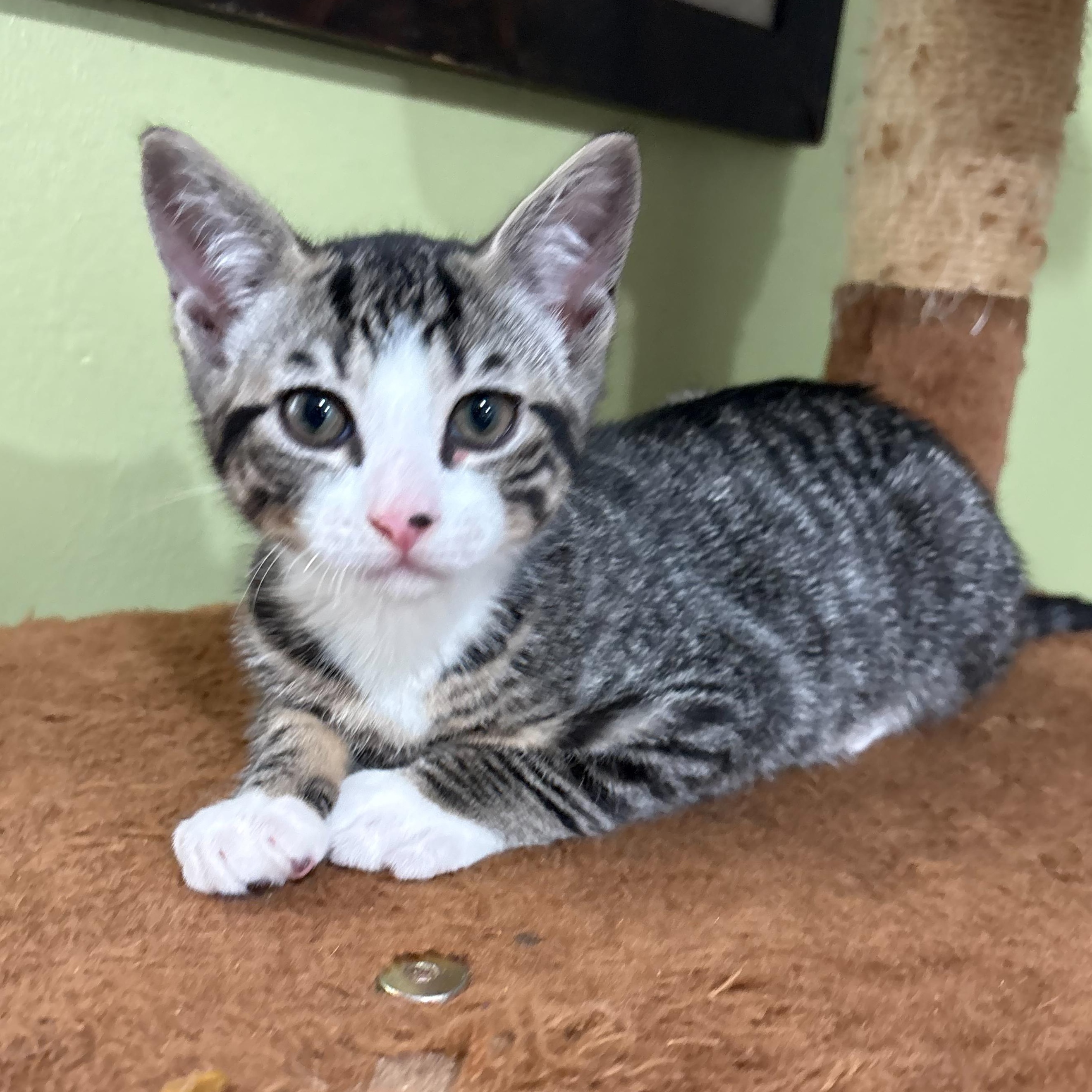 Enlarge Smudge, a Adoptable Domestic Short Hair in East Brunswick, NJ image 6/6
