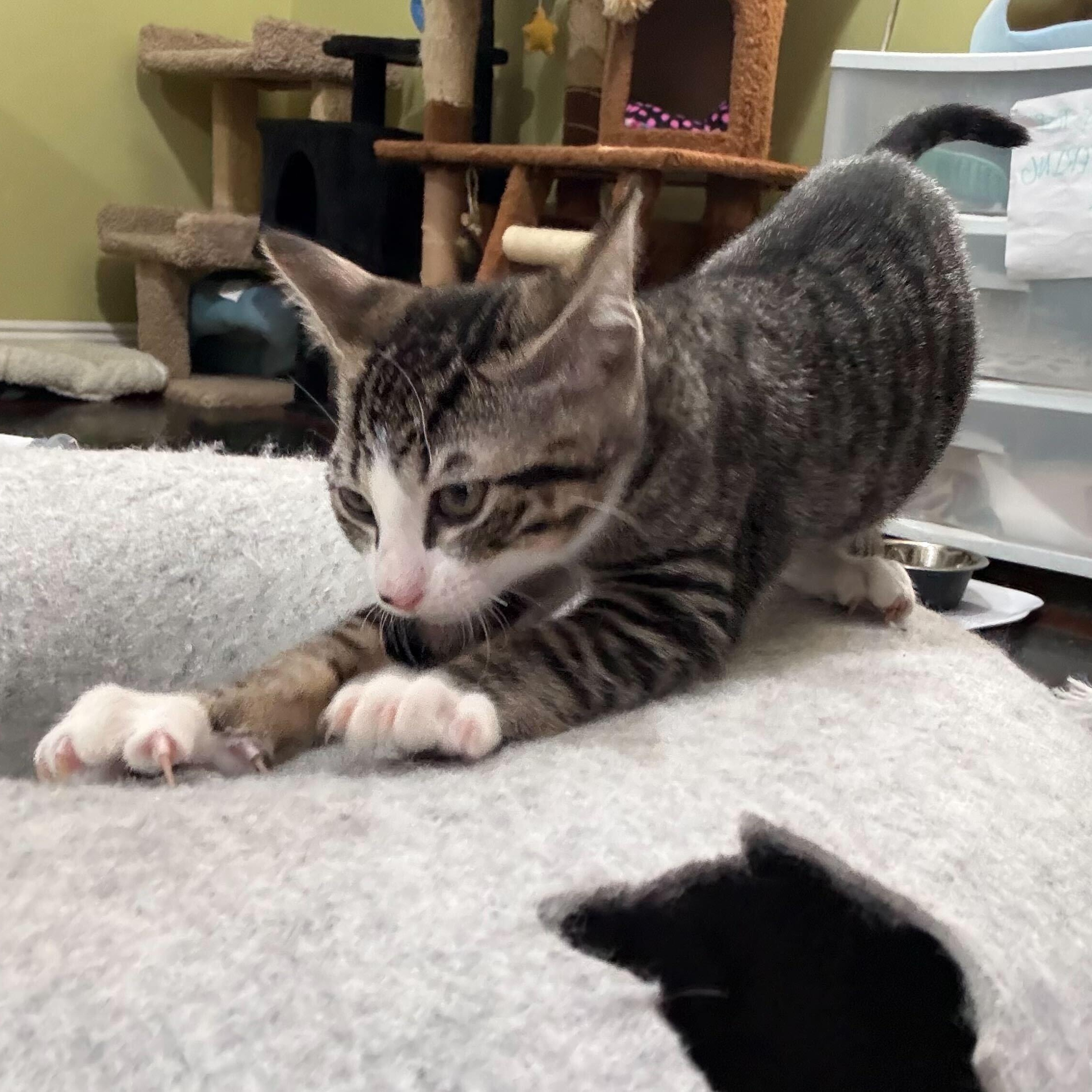 Enlarge Smudge, a Adoptable Domestic Short Hair in East Brunswick, NJ image 3/6