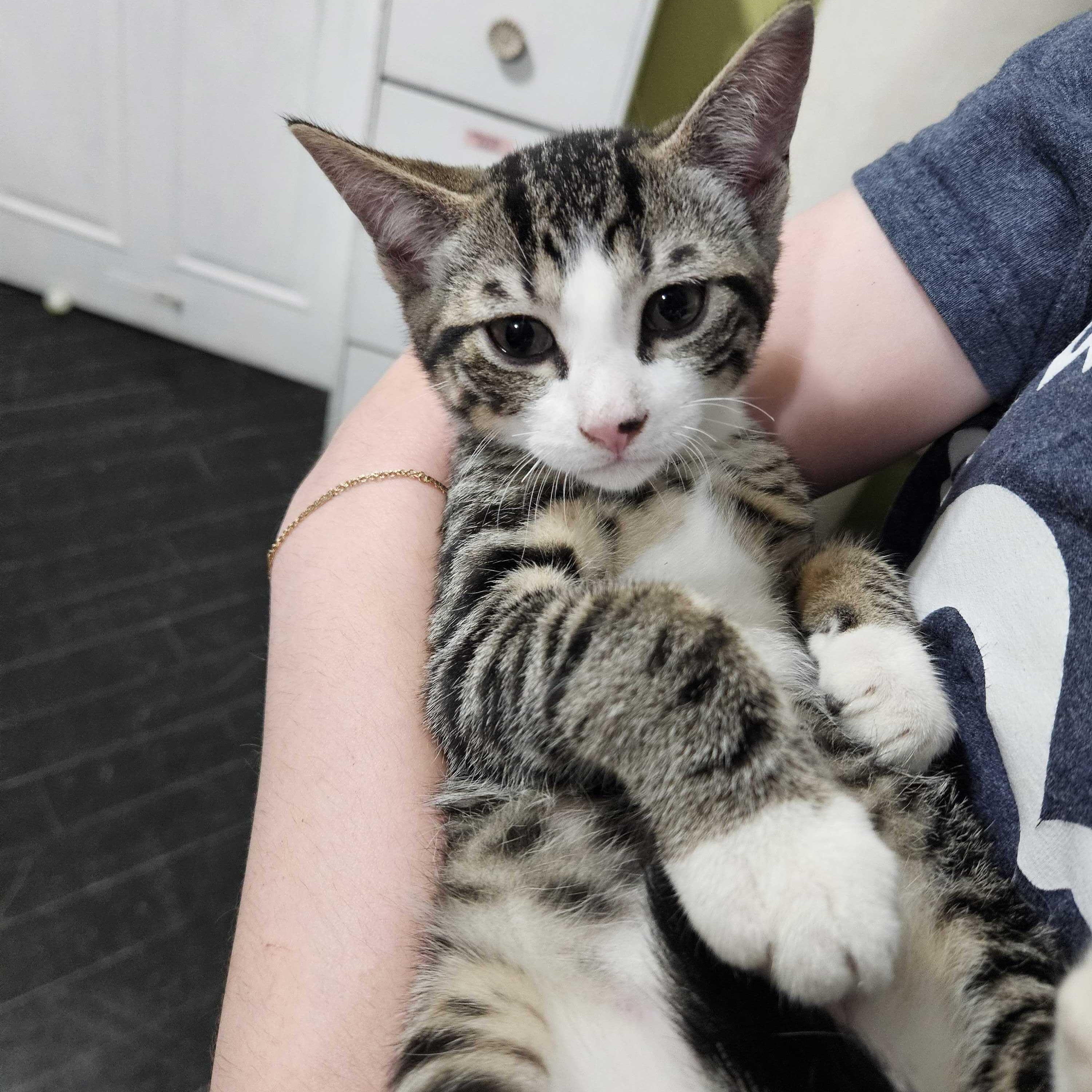 Enlarge Smudge, a Adoptable Domestic Short Hair in East Brunswick, NJ image 2/6