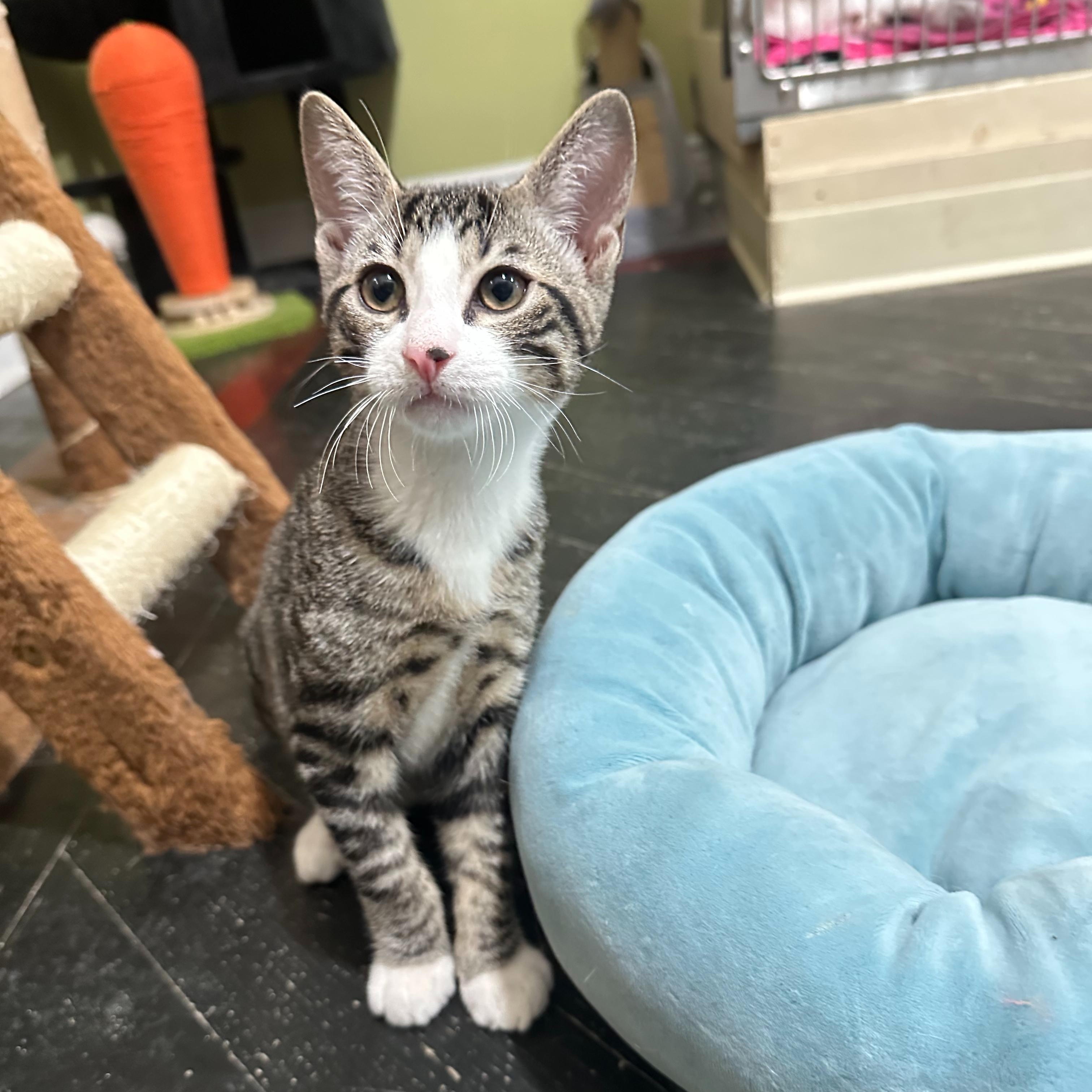 Enlarge Smudge, a Adoptable Domestic Short Hair in East Brunswick, NJ image 5/6