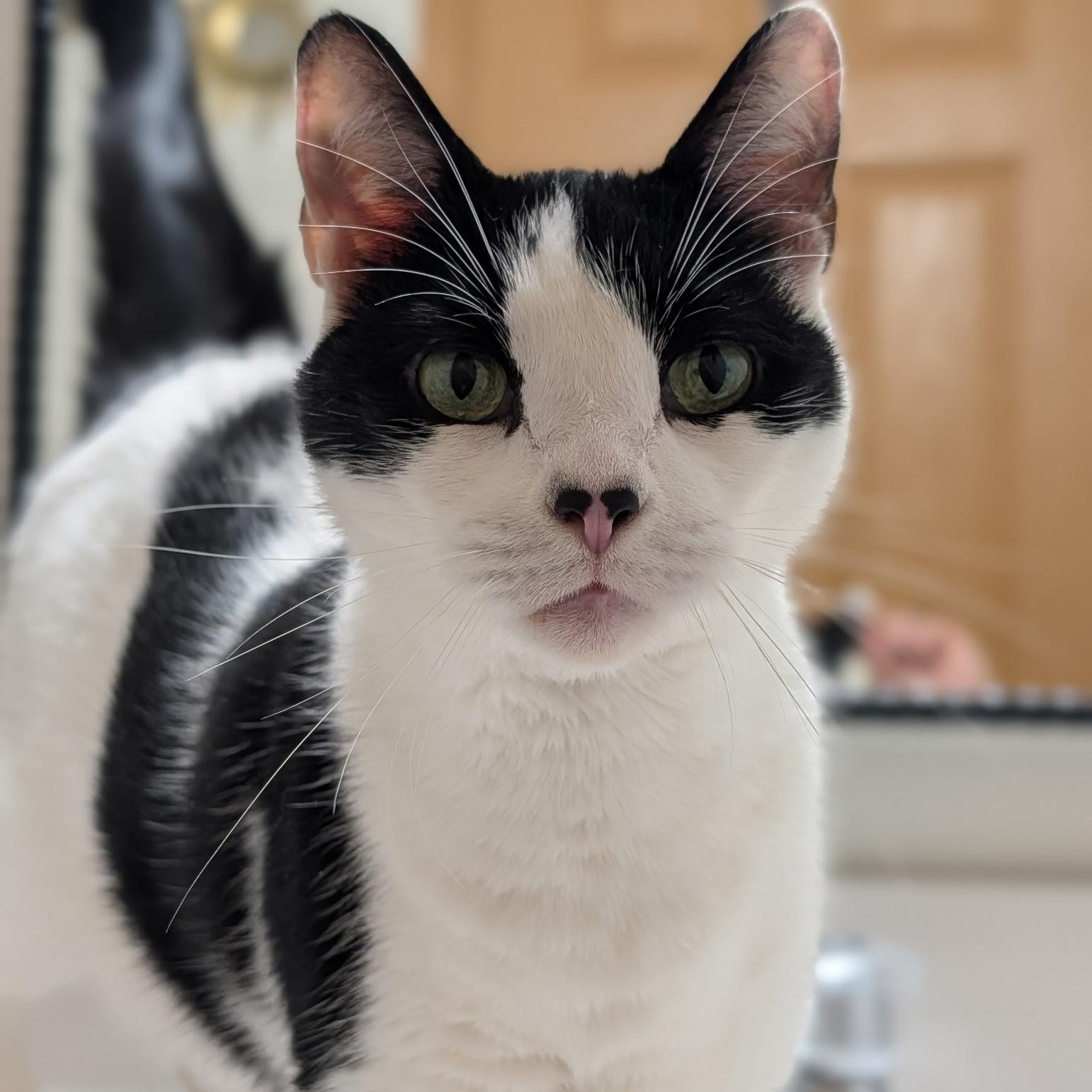 Eskimo- Bonded with Shadow, Adoptable, Senior Male Domestic Short Hair.