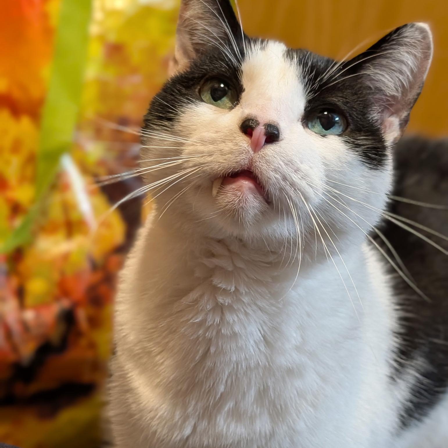 Enlarge Eskimo- Bonded with Shadow, a Adoptable Domestic Short Hair in West Jefferson, OH image 3/6