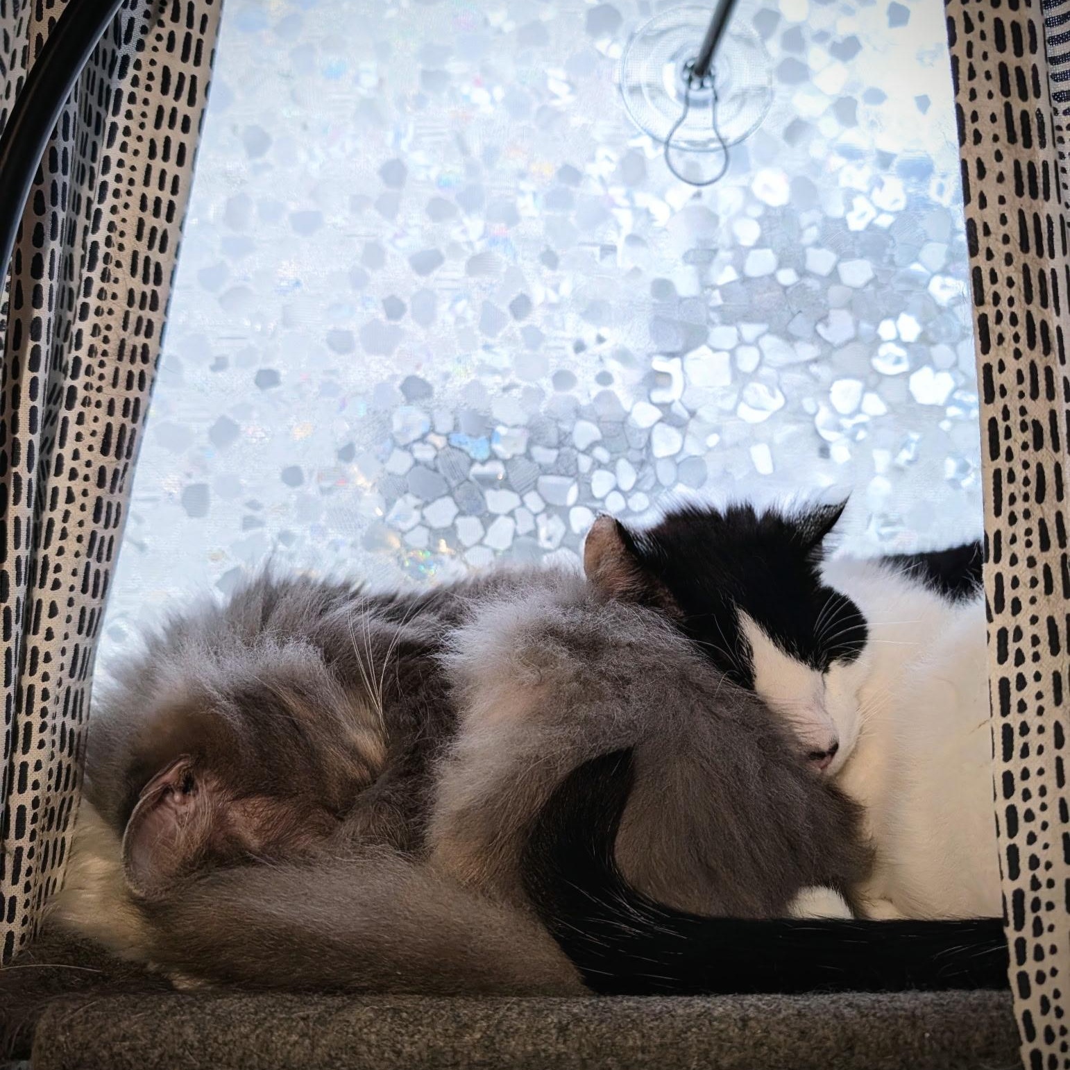 Enlarge Eskimo- Bonded with Shadow, a Adoptable Domestic Short Hair in West Jefferson, OH image 2/6