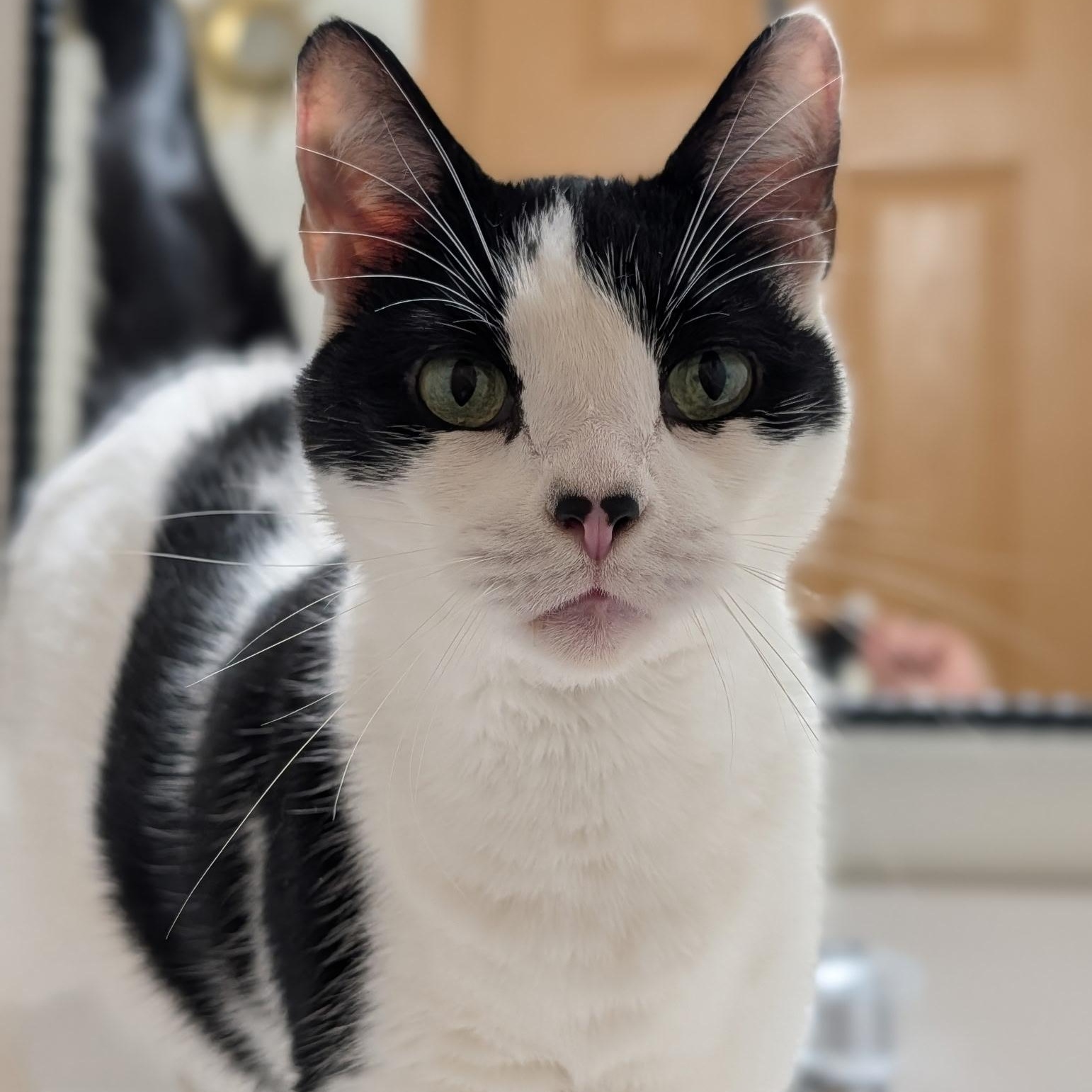 Enlarge Eskimo- Bonded with Shadow, a Adoptable Domestic Short Hair in West Jefferson, OH image 4/6