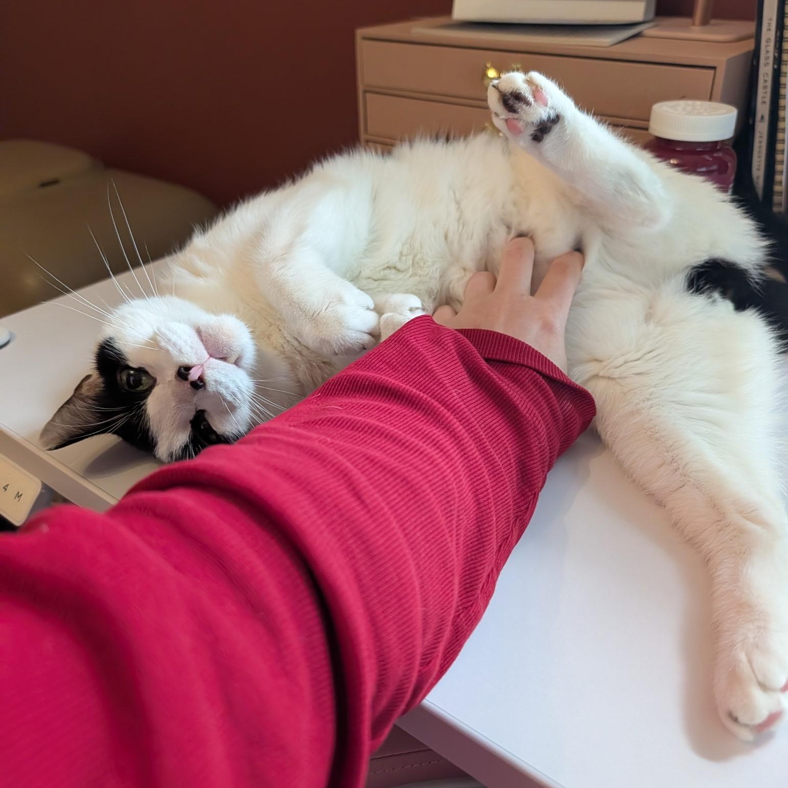 Enlarge Eskimo- Bonded with Shadow, a Adoptable Domestic Short Hair in West Jefferson, OH image 5/6