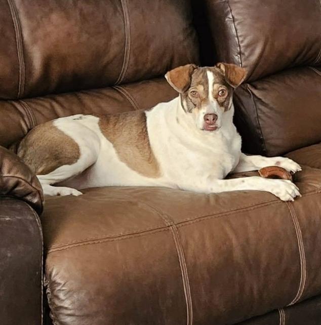 Miley, Adoptable, Adult Female Terrier.