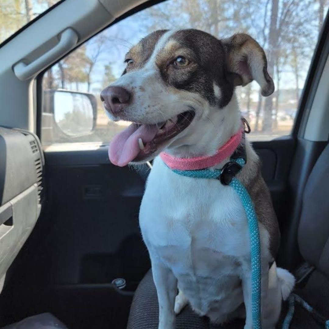 Miley, a Adoptable mixed breed in Houston, TX image 5/6