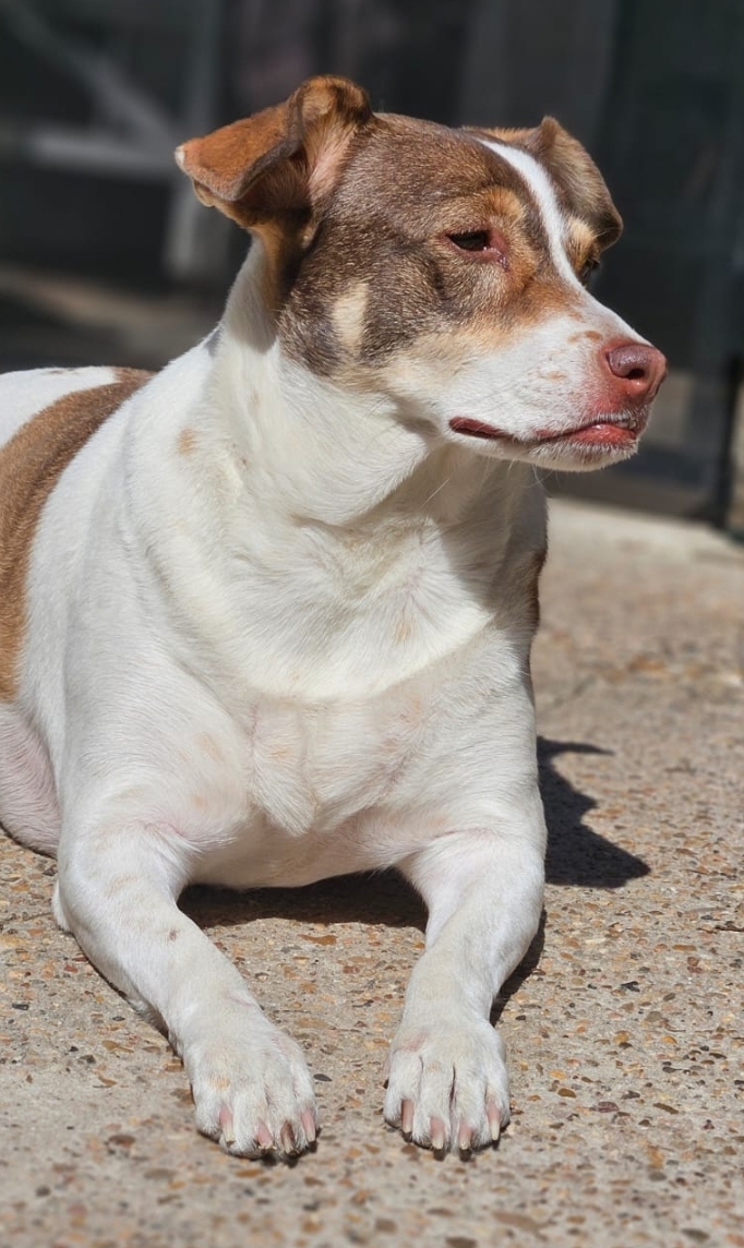 Miley, a Adoptable mixed breed in Houston, TX image 4/6