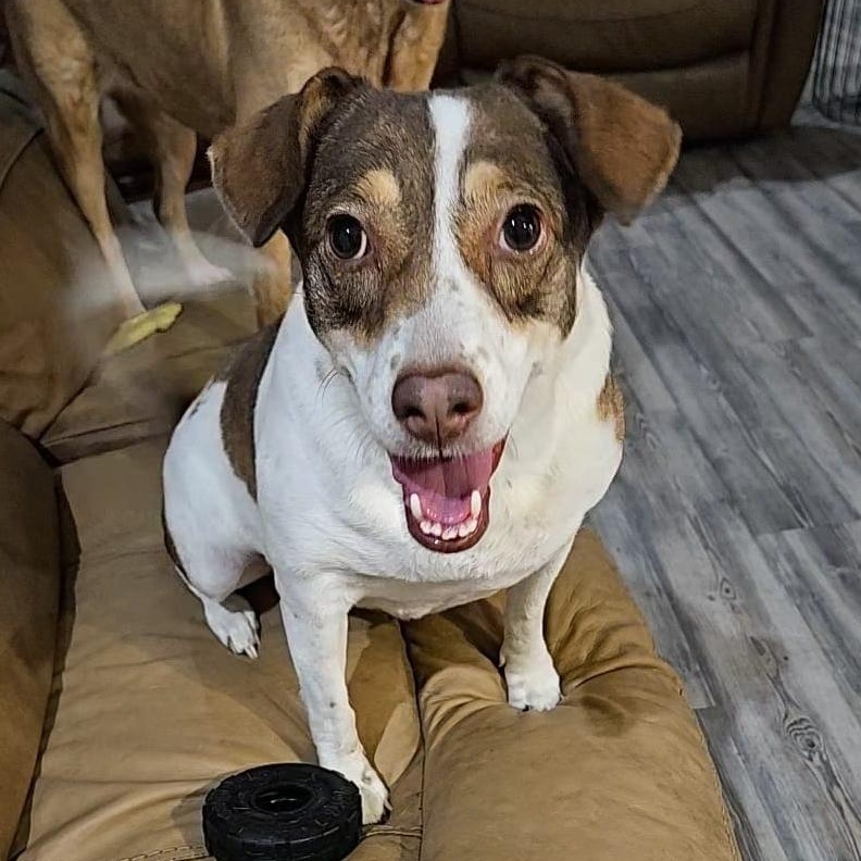 Miley, a Adoptable mixed breed in Houston, TX image 2/6