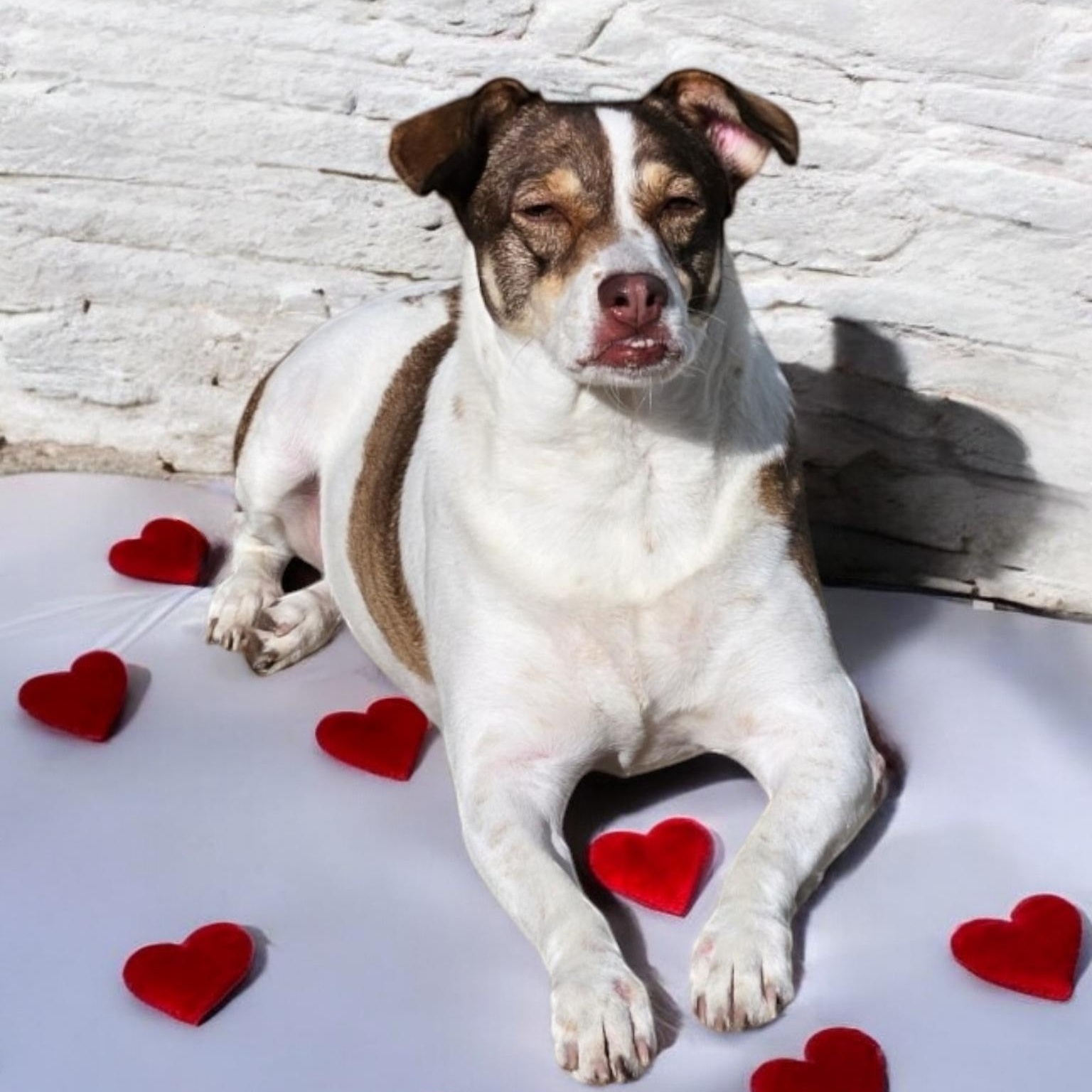 Miley, a Adoptable mixed breed in Houston, TX image 3/6