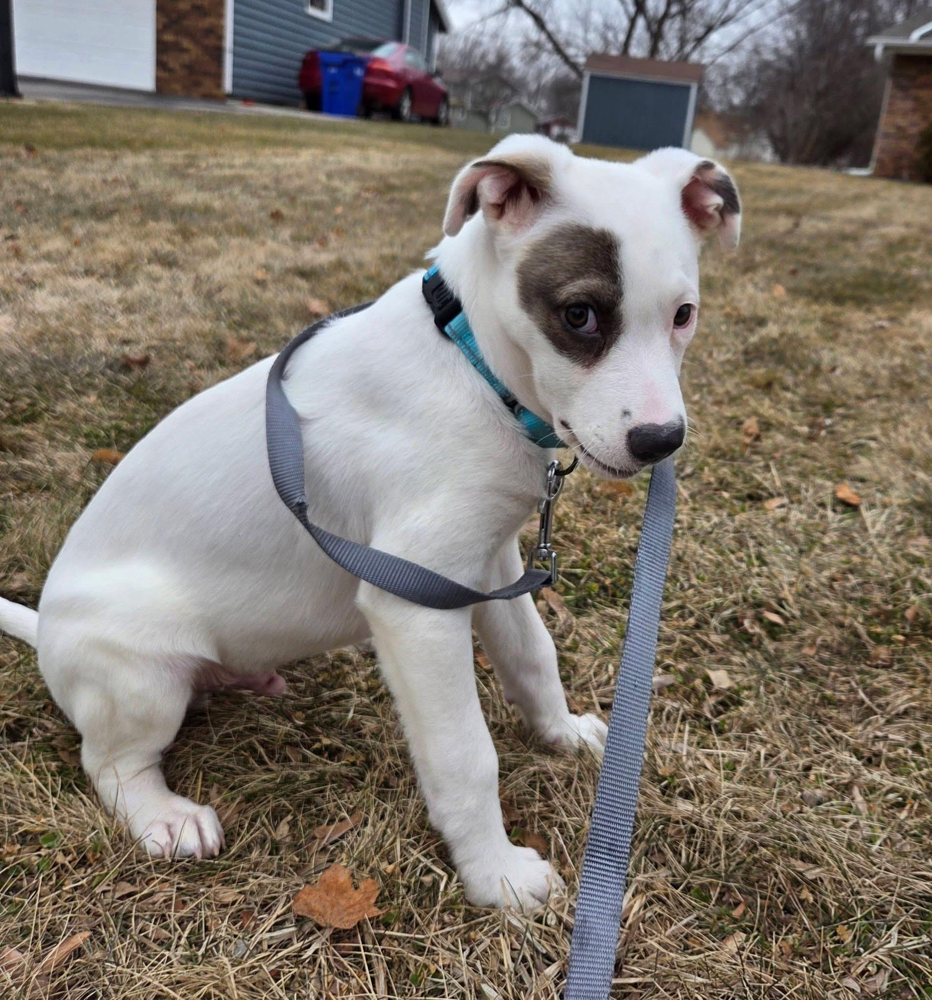 Monterey the lab mix puppy, Adoptable, Puppy Male Labrador Retriever & Australian Shepherd.