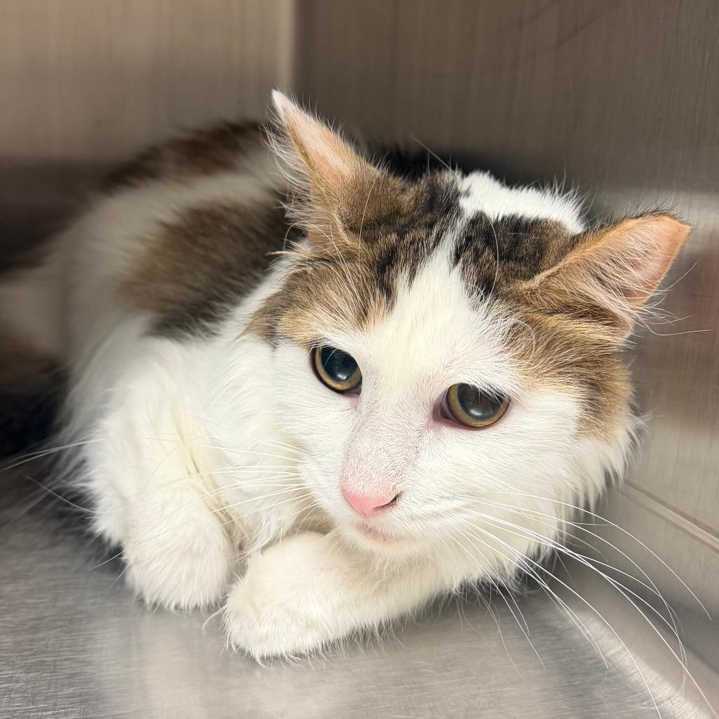 Sweet Pea, Adoptable, Adult Female Domestic Medium Hair.