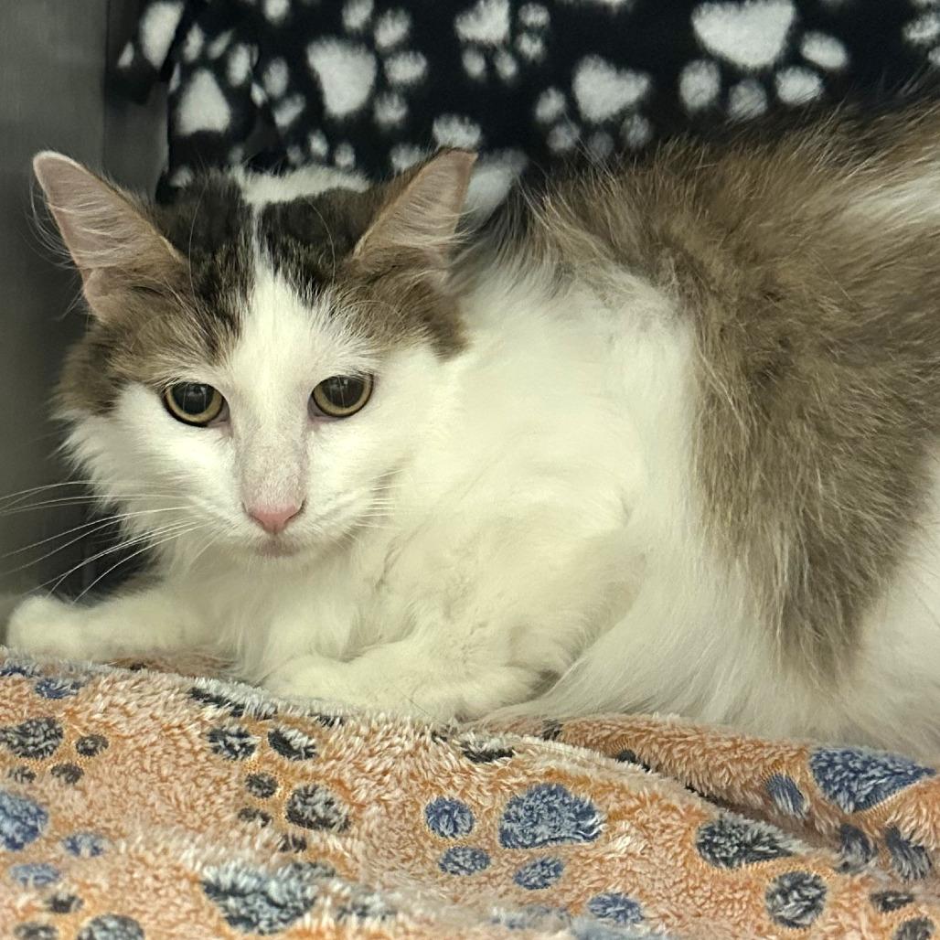 Sweet Pea, a Adoptable Domestic Medium Hair in Naperville, IL image 2/3